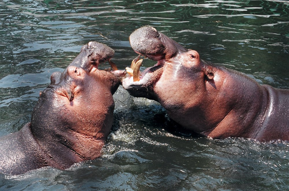 Photograph by Ehab Magdy