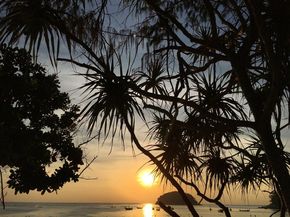 Пальмы на закате