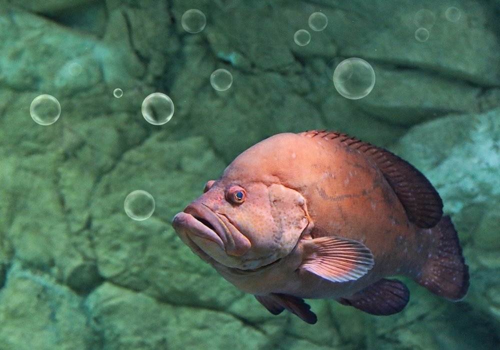 Море - мой дом.