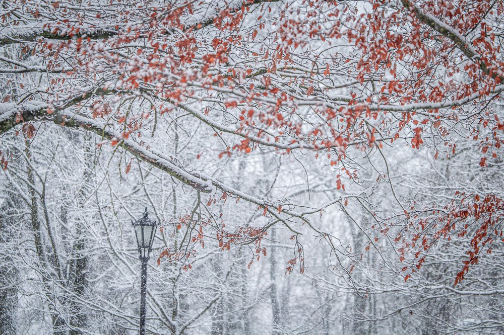 Photograph by Dzintra Zvagina