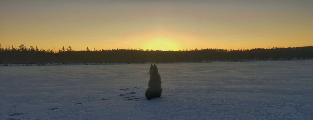 Хаски любят рассветы
