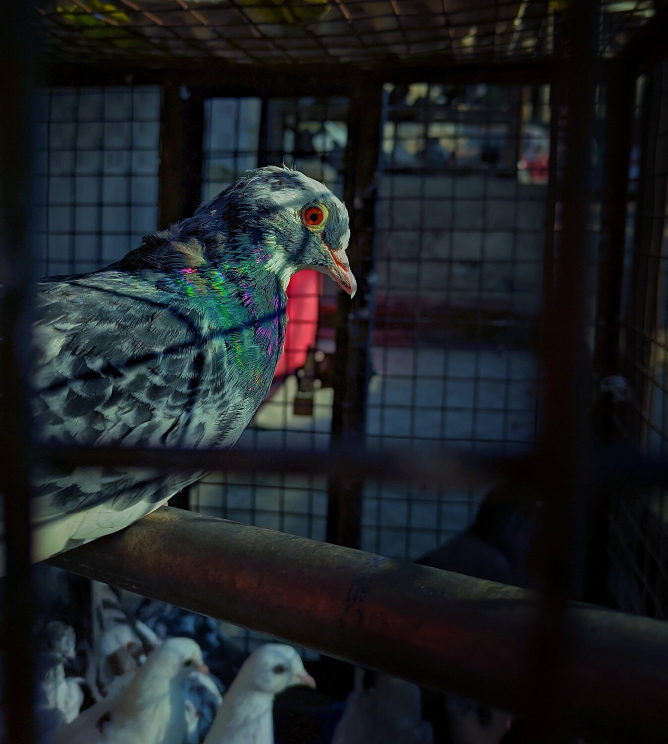 Photo #5440794