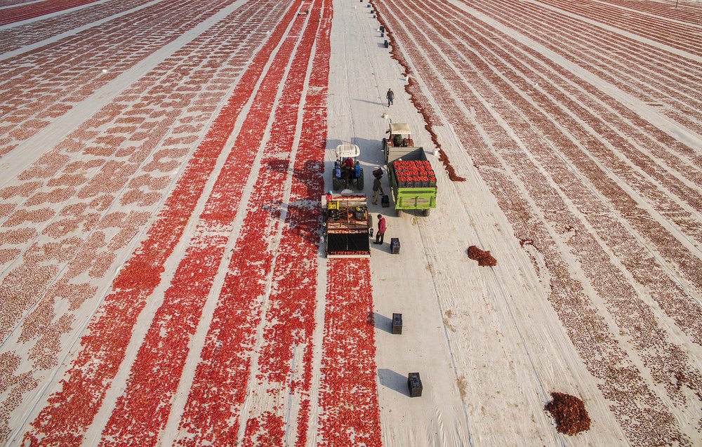drying tomato