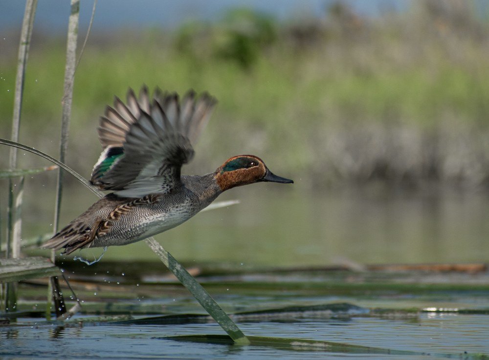 Photograph by Debarshee Mukherjee