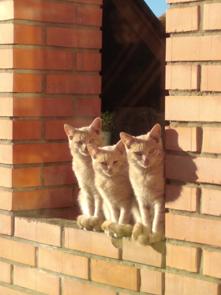 Solar Trio