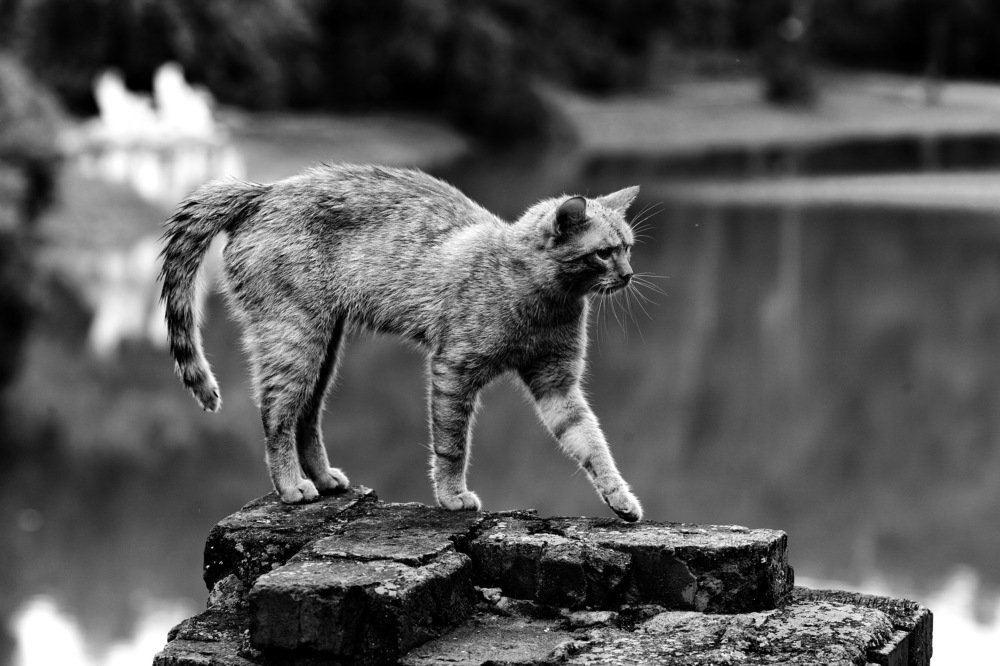 Photograph by Константин Лагоденко