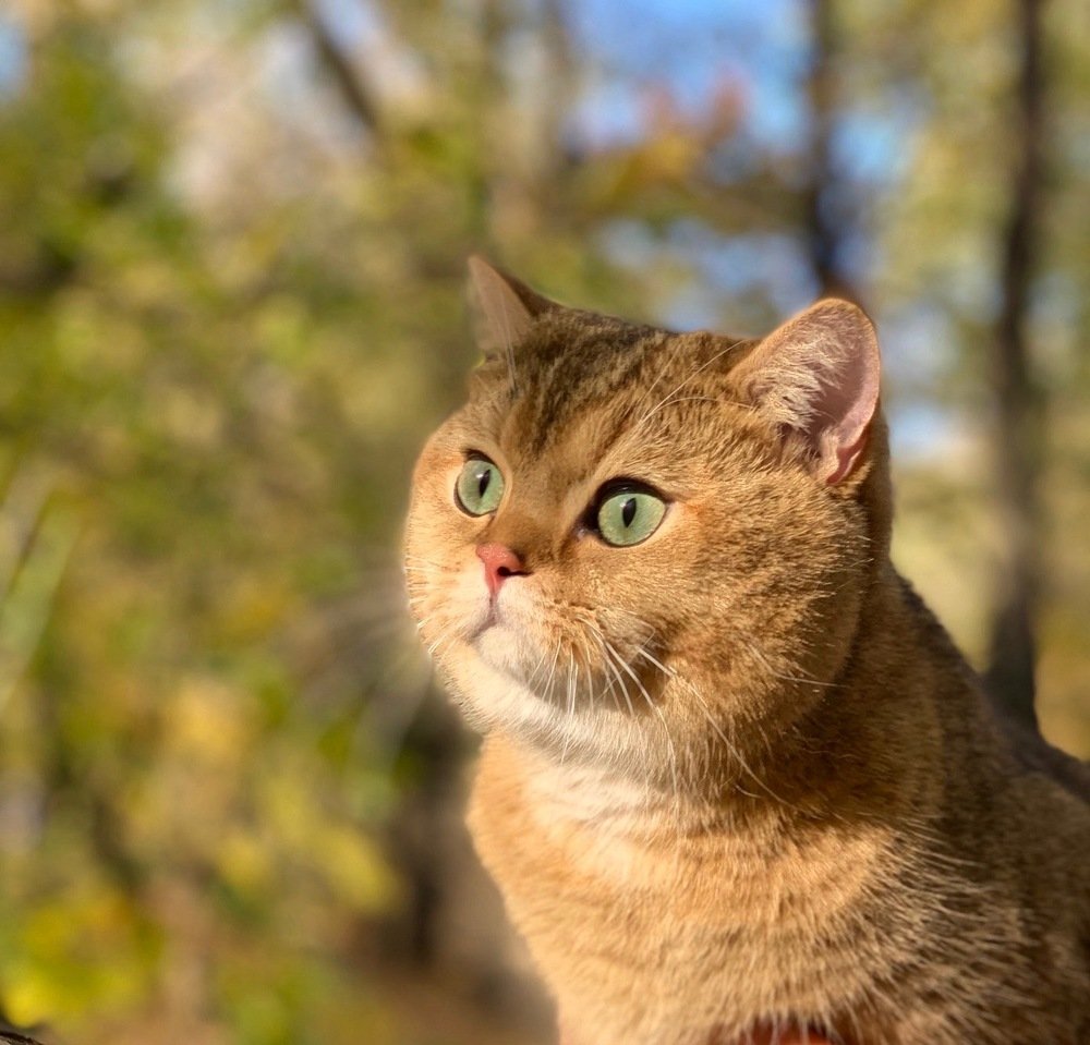 Photograph by Наталья Гладкая