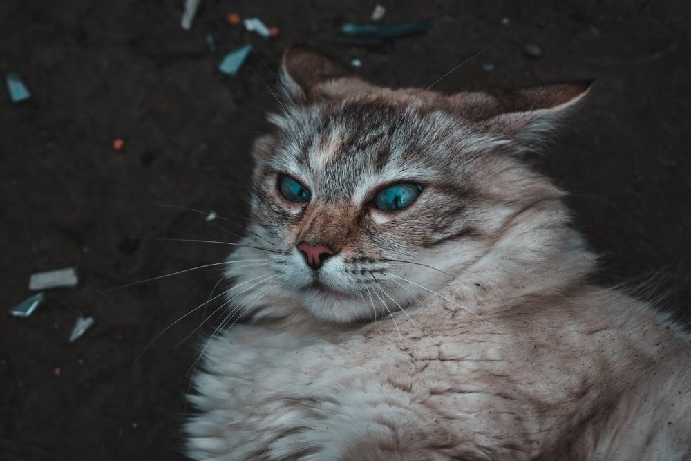 Photograph by Иштван Шандор