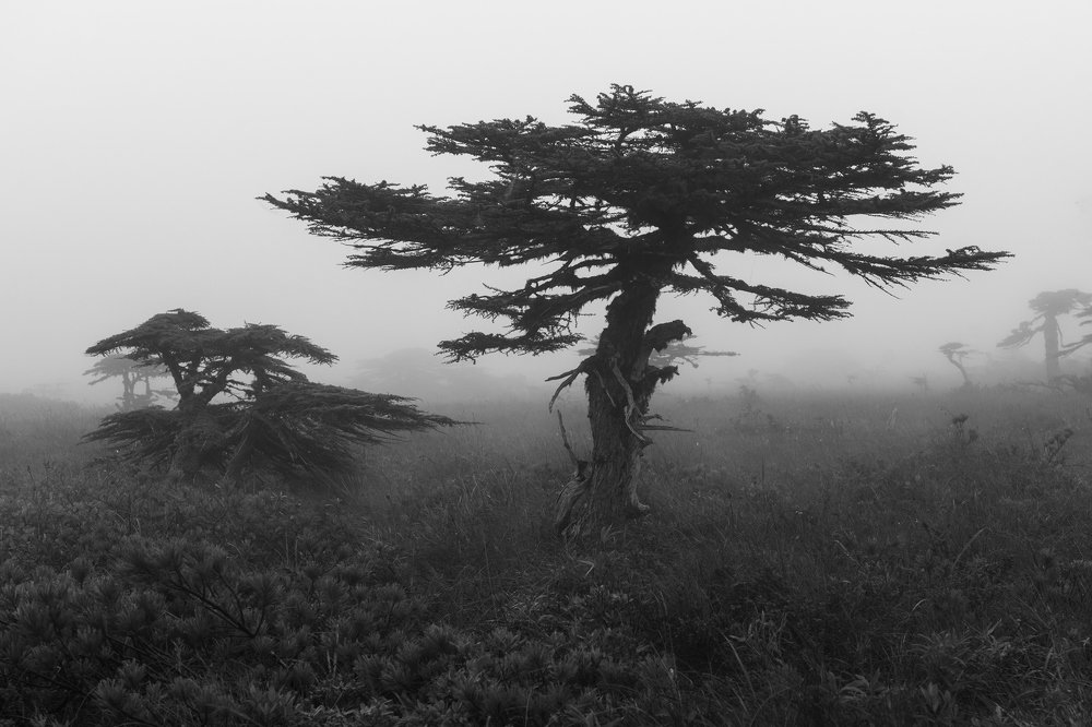 Photograph by Крицак Ольга