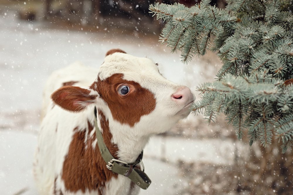 Photograph by Екатерина Терновая