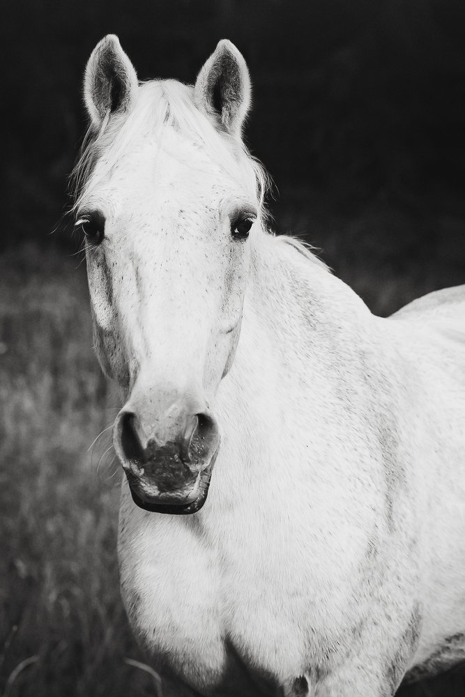 White horse