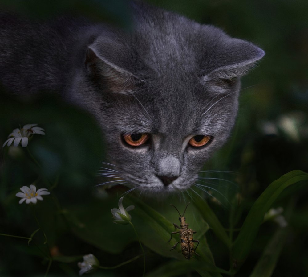 Photograph by Светлана Алексеева