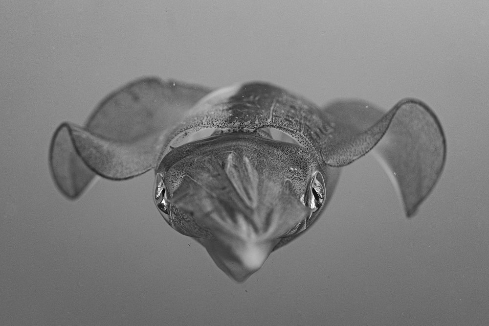 Photograph by Павел Чистяков