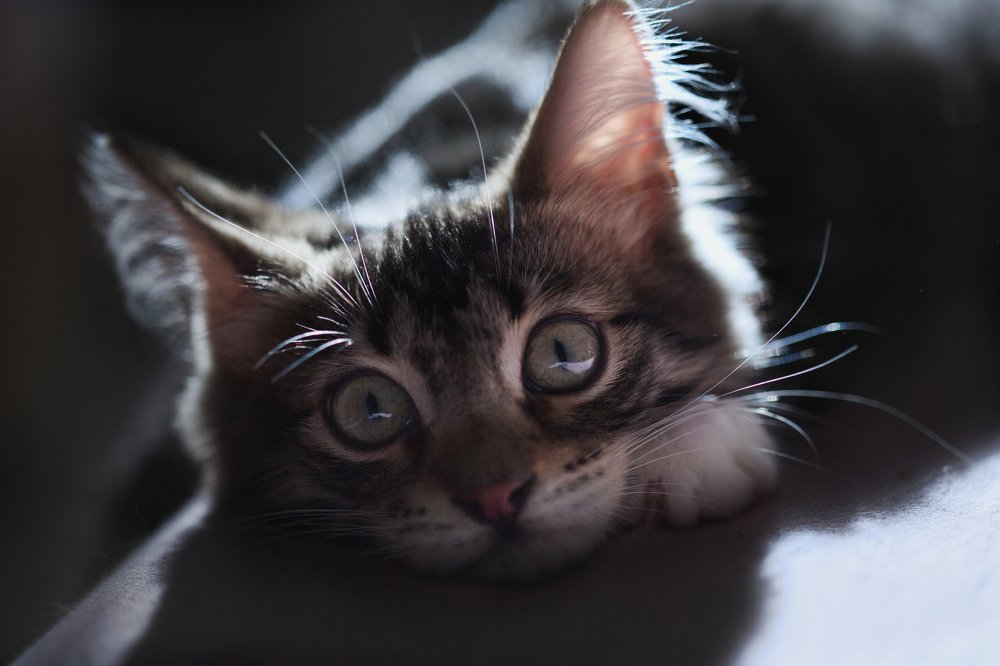 Photograph by Светлана Алексеева