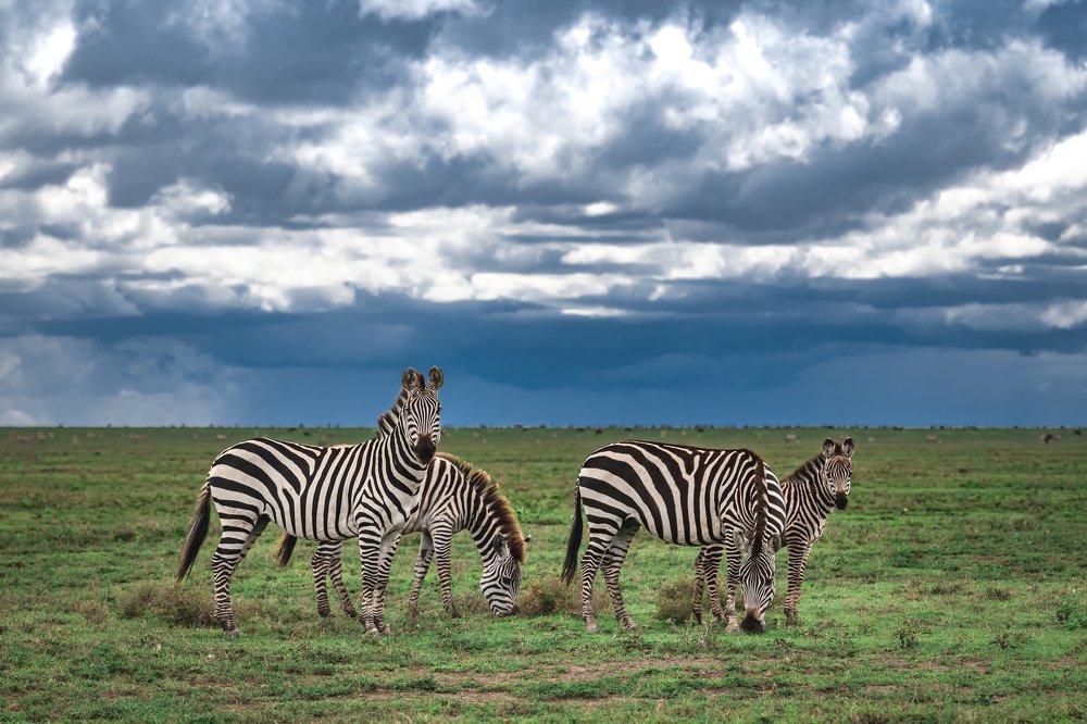 Зебры в Серенгети/Zebras in the Serengeti