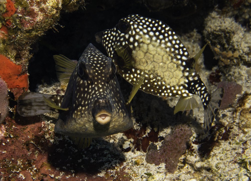 Photograph by Екатерина Чистякова