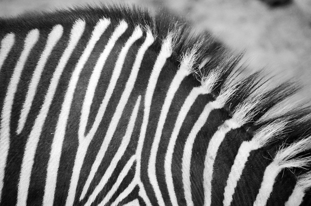 Photograph by Ehab Magdy