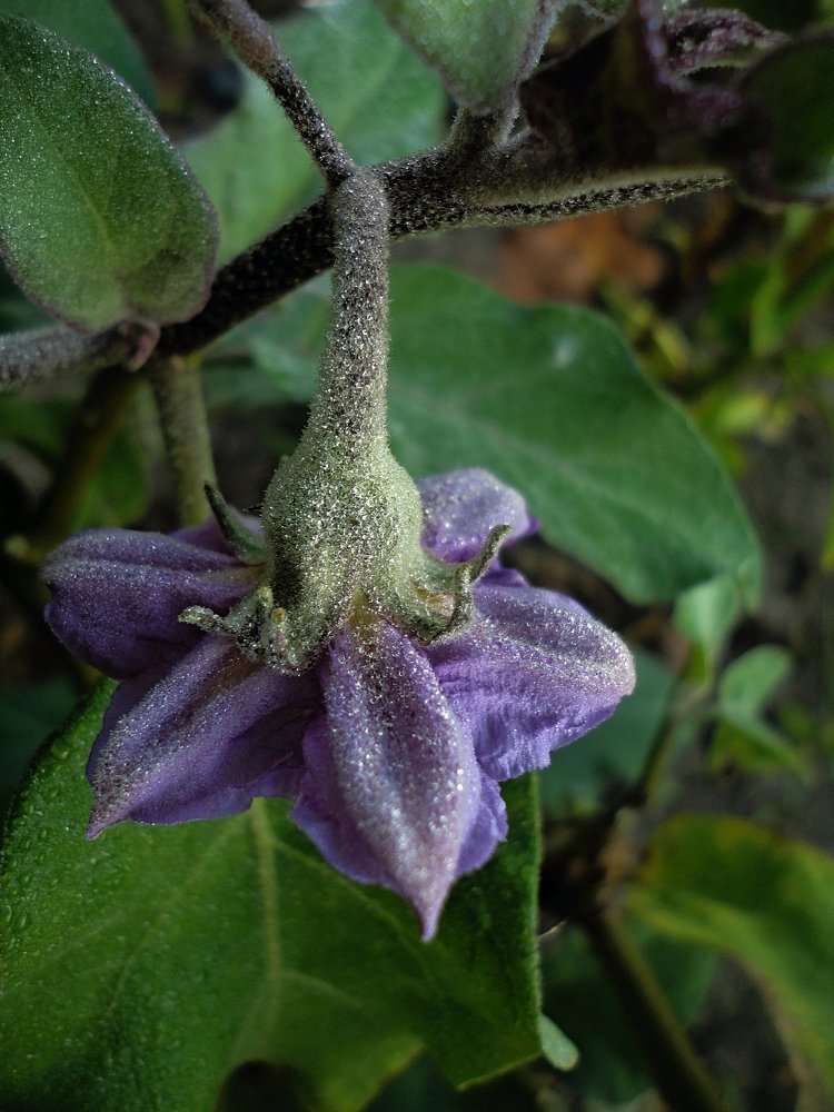 Цветущий баклажан.