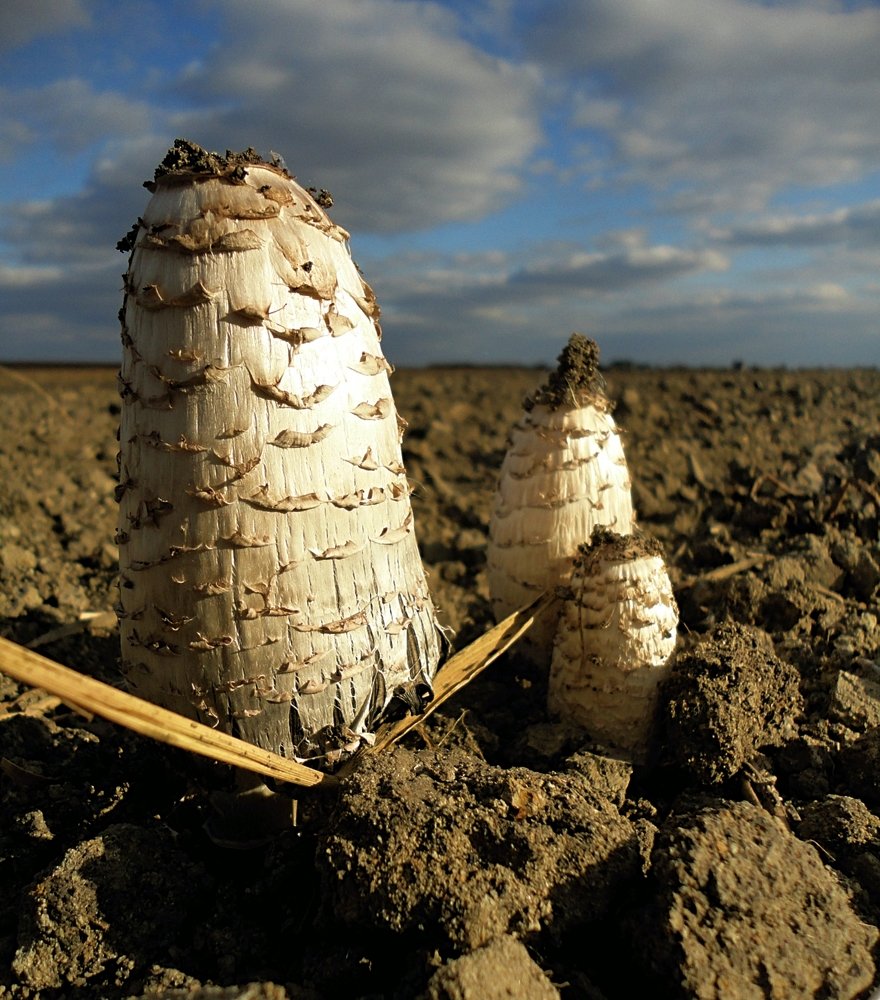 Ноябрьский гриб