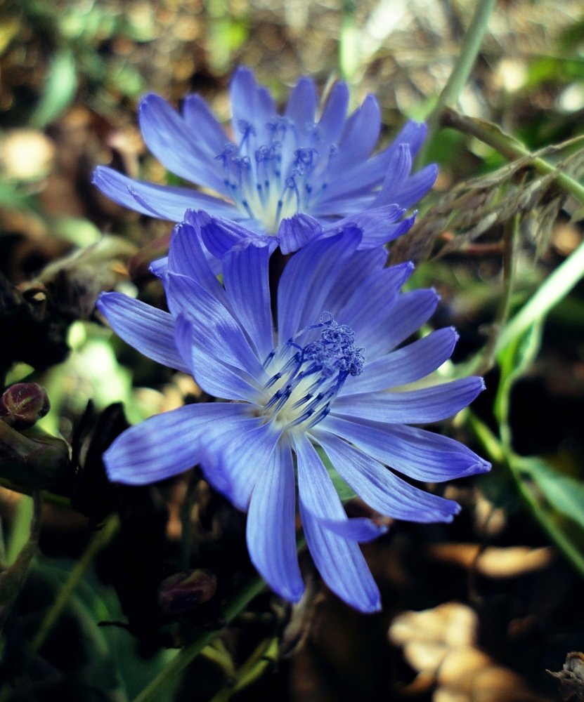 Краски лета