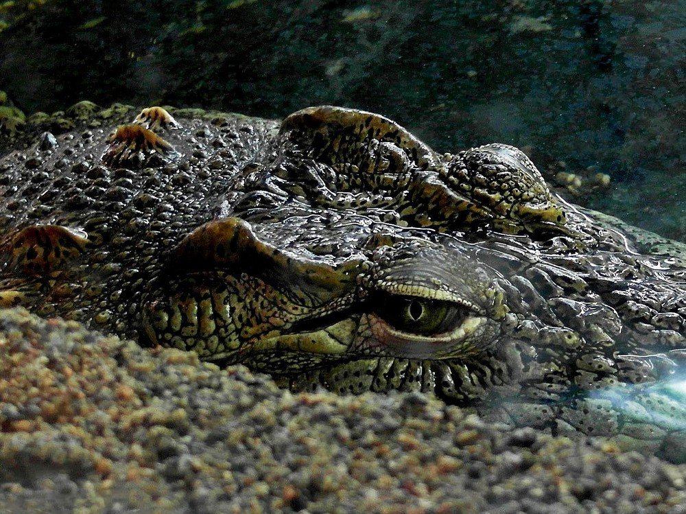 Photograph by Елена Гуляева