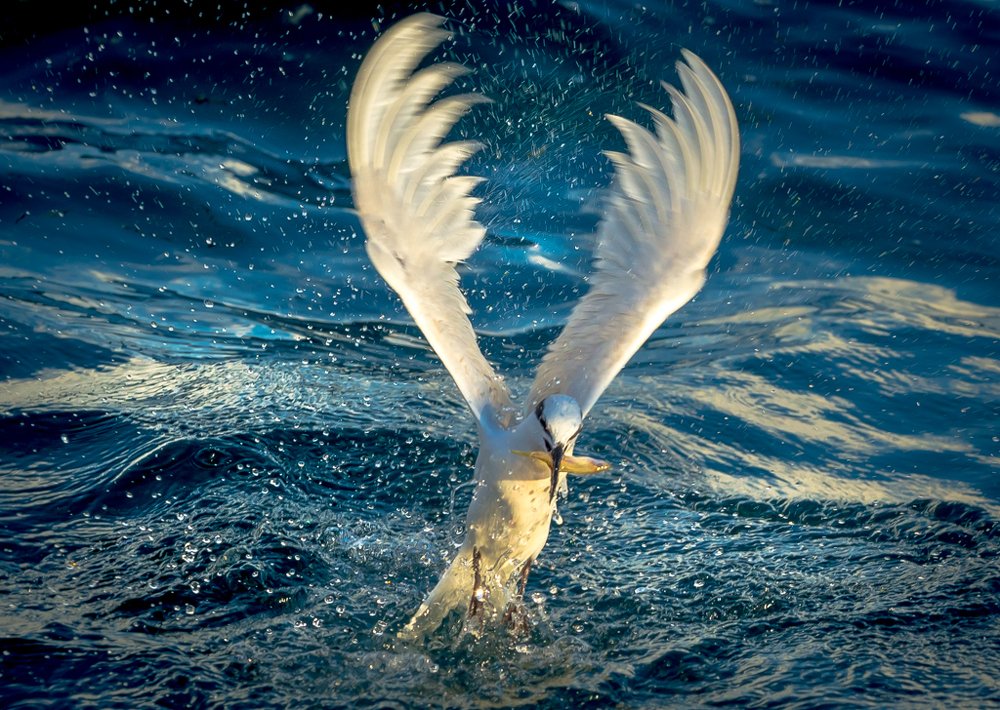 Фотография автора Maurice Leung