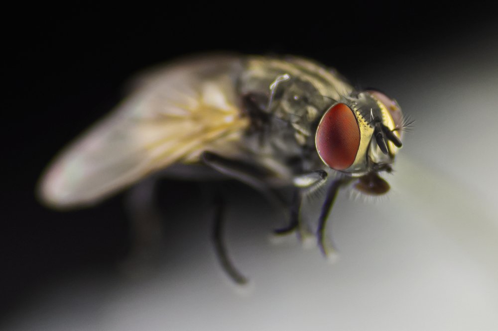 Photograph by Reza Harahap