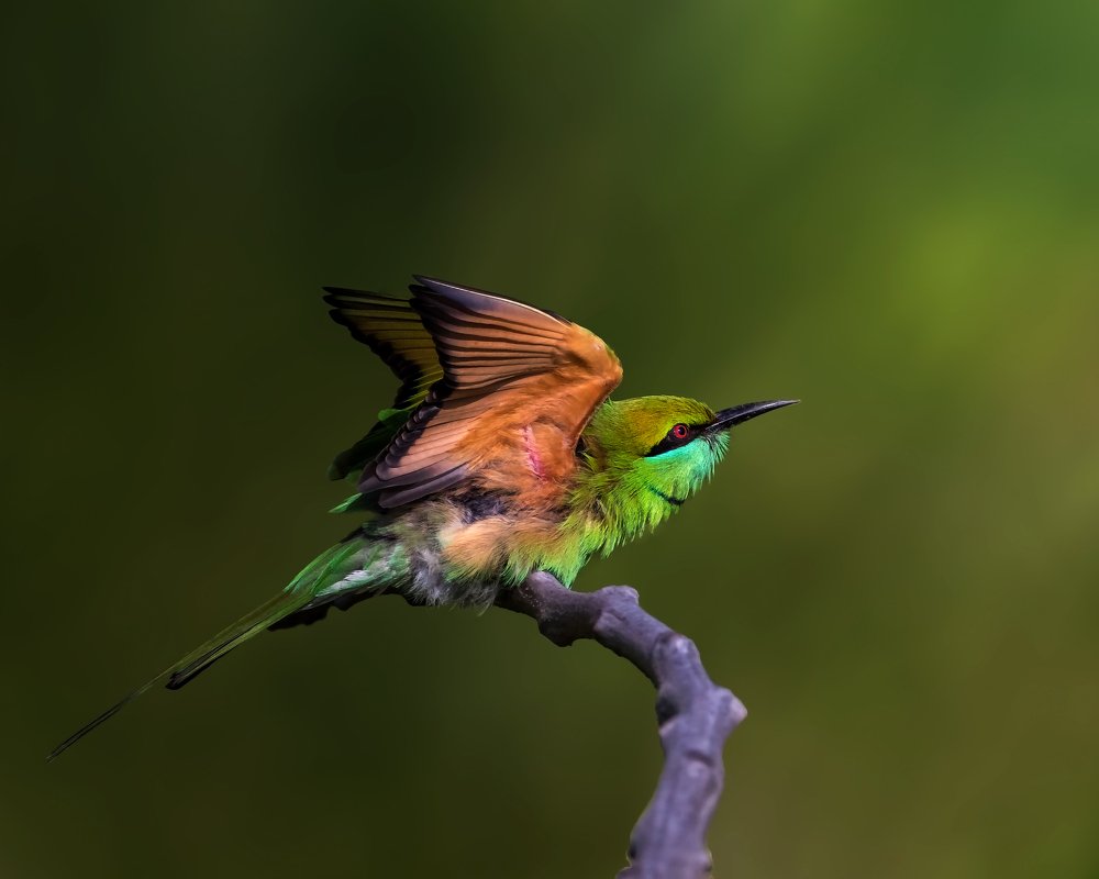 Green bee eater takeoff