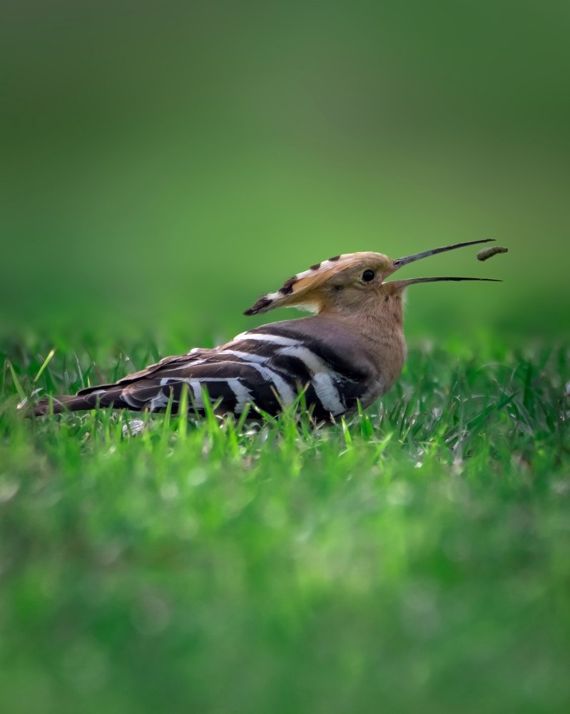 Common hoopoe