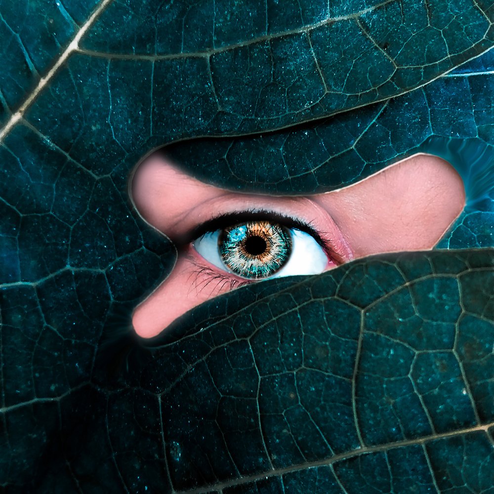 The Focus Of The Eye