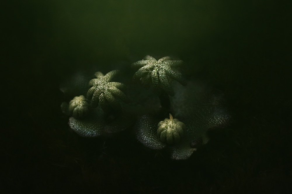 Photograph by Фролова Евгения