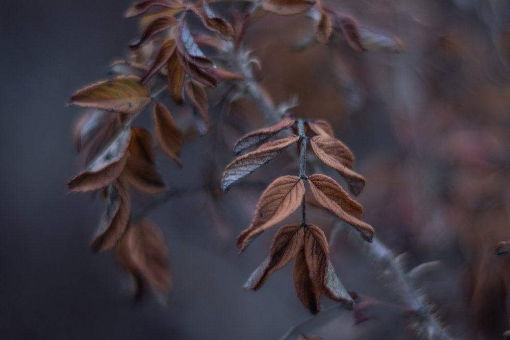 Photograph by Ксения Лаевская