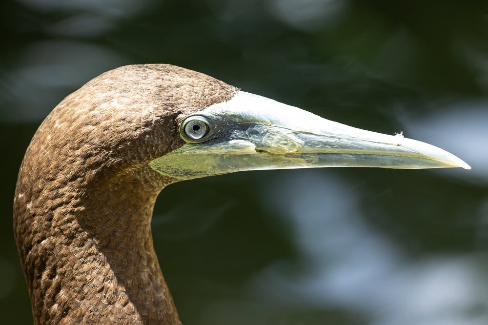 Photograph by Reza Harahap