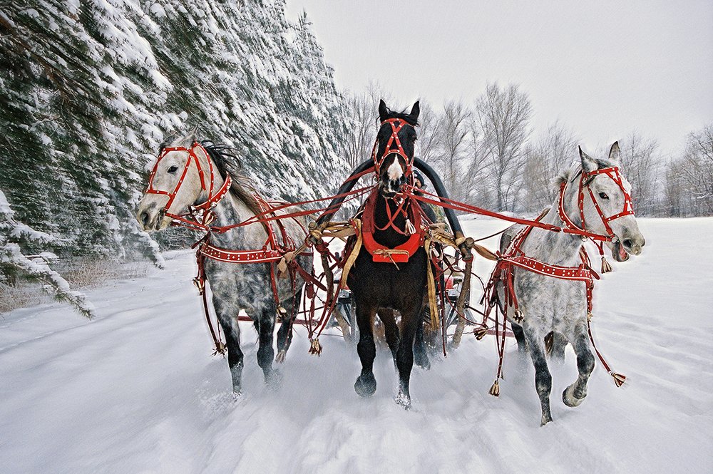ПТИЦА-ТРОЙКА