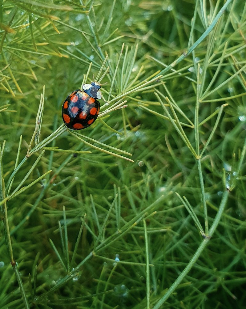 Безмятежность