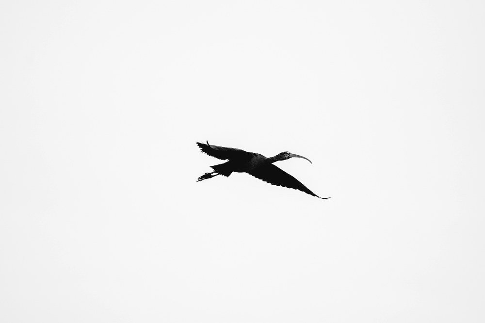 Bird's