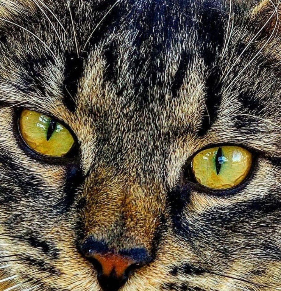 А что ты знаешь о жизни дворовых котеек?!