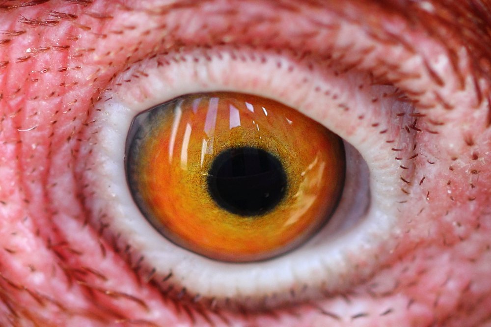 Желток и тут и там...