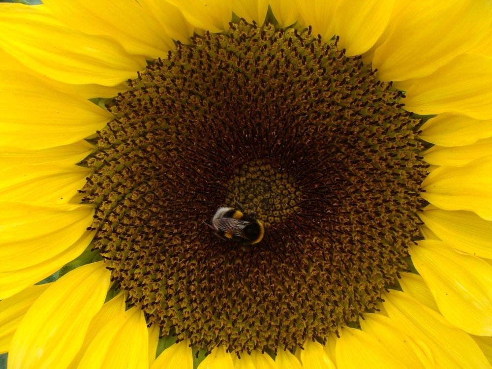Sun bee