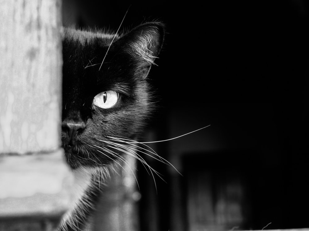 Бдительный