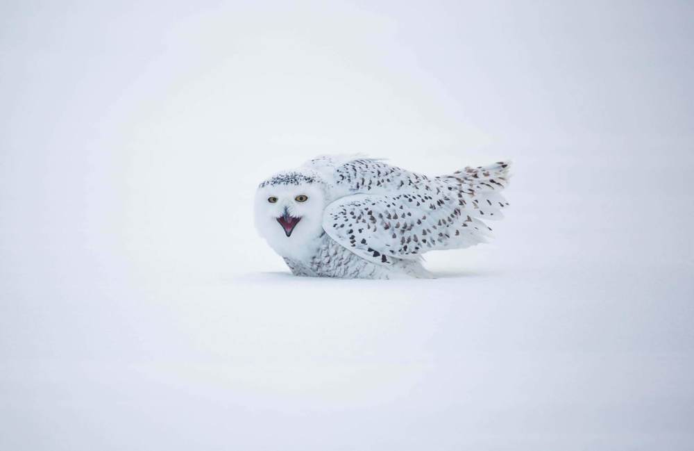 Photograph by Dmitry Poglot