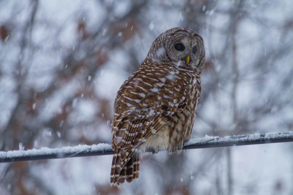 Photograph by Dmitry Poglot