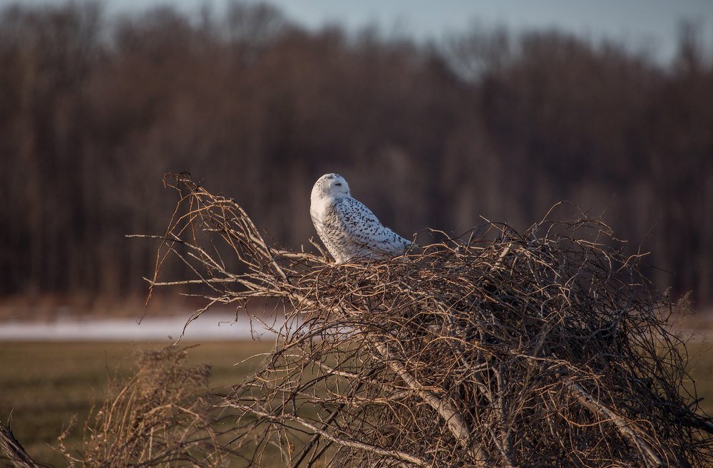 Photograph by Dmitry Poglot