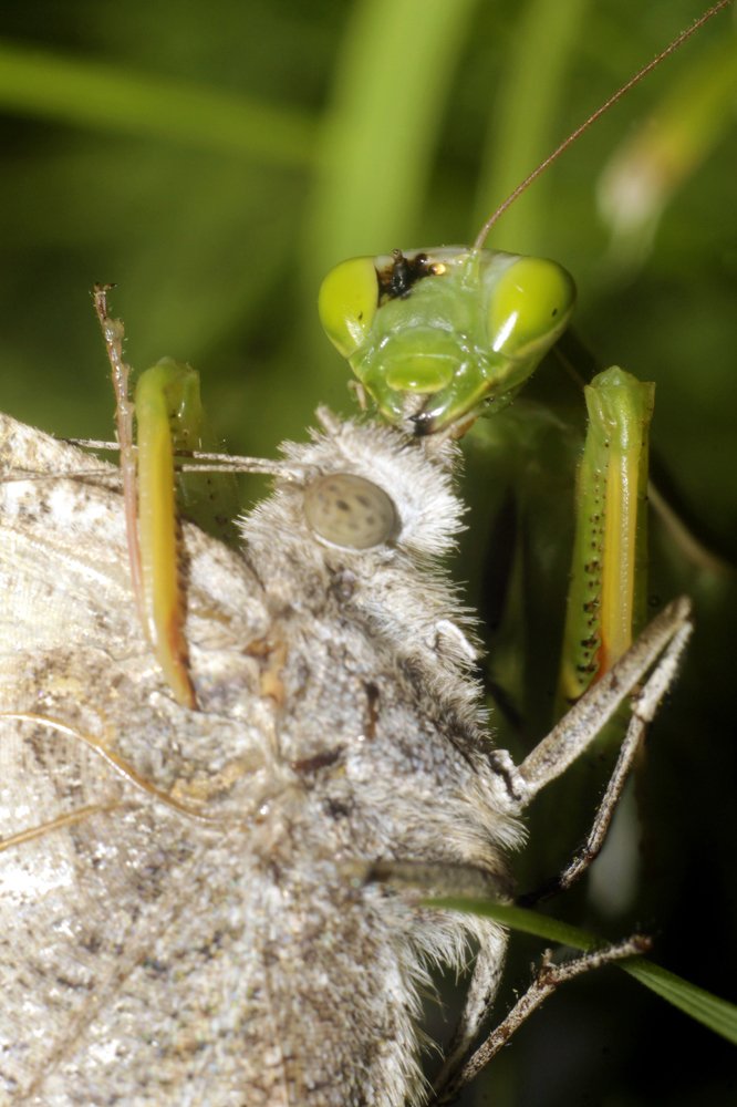 Богомол с добычей