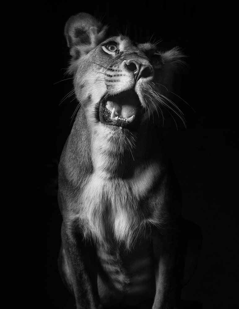 Лили и её рык львицы