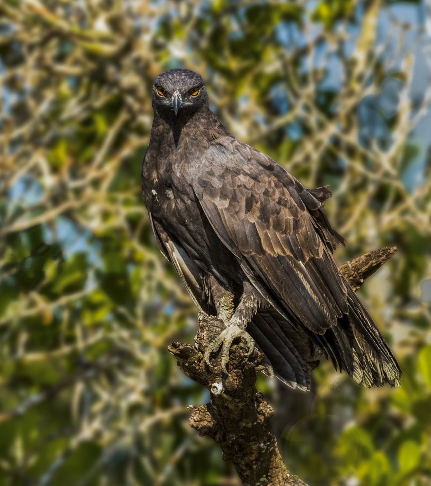 THE GHOST OF SUNDARBAN