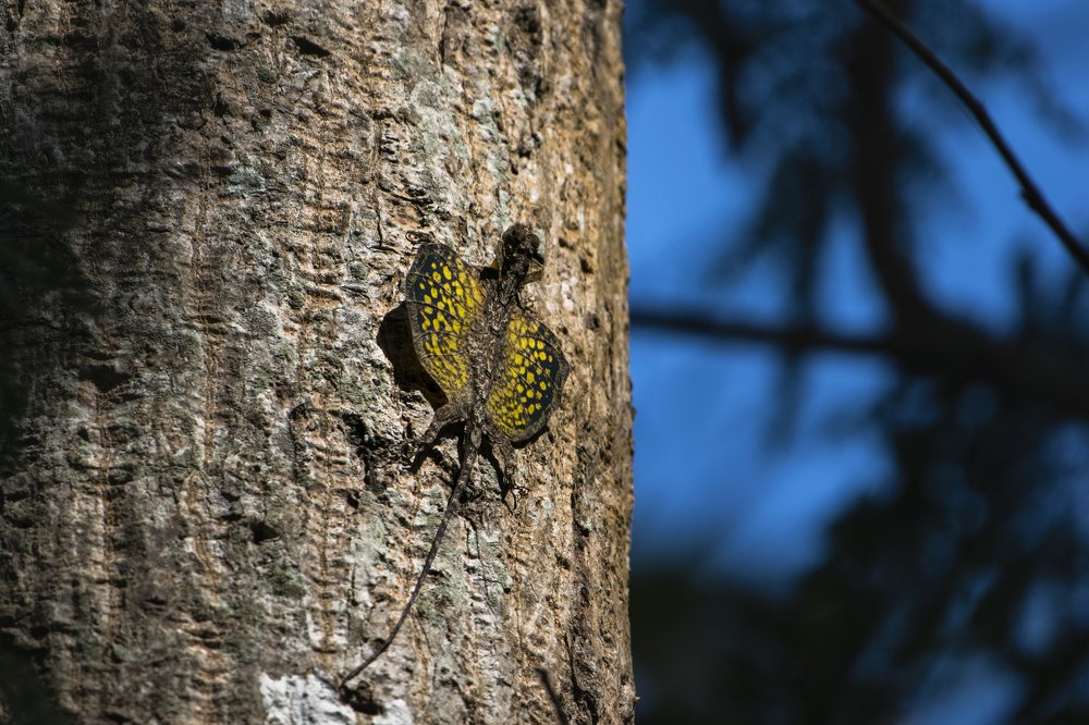 Draco (Gliding Lizard)