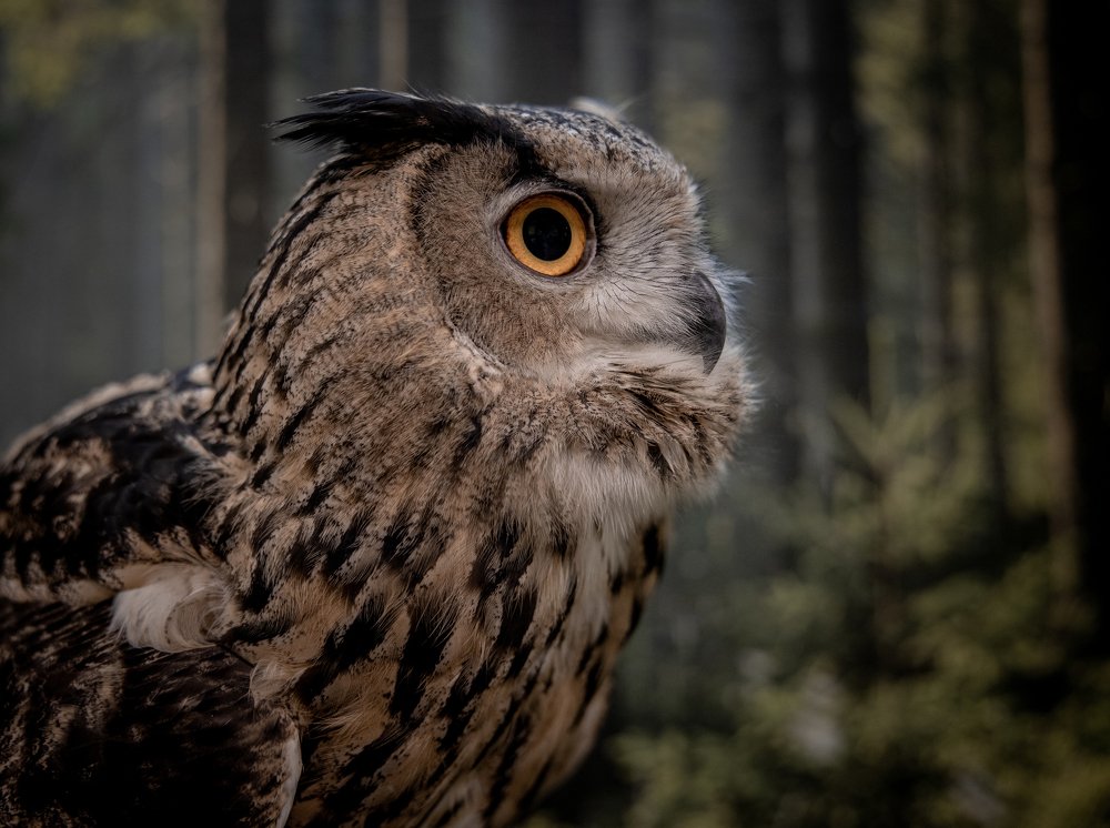 Photograph by Екатерина Кицмен