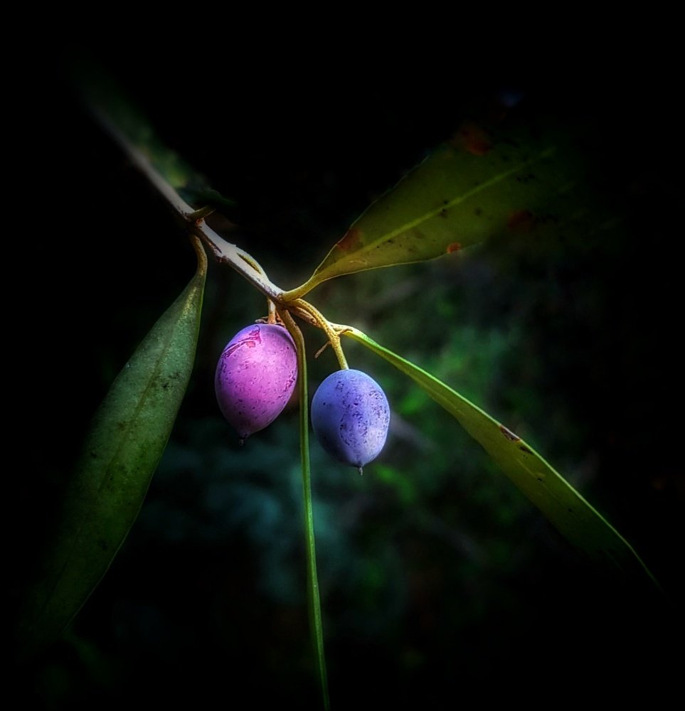 Photograph by Polina Svirida