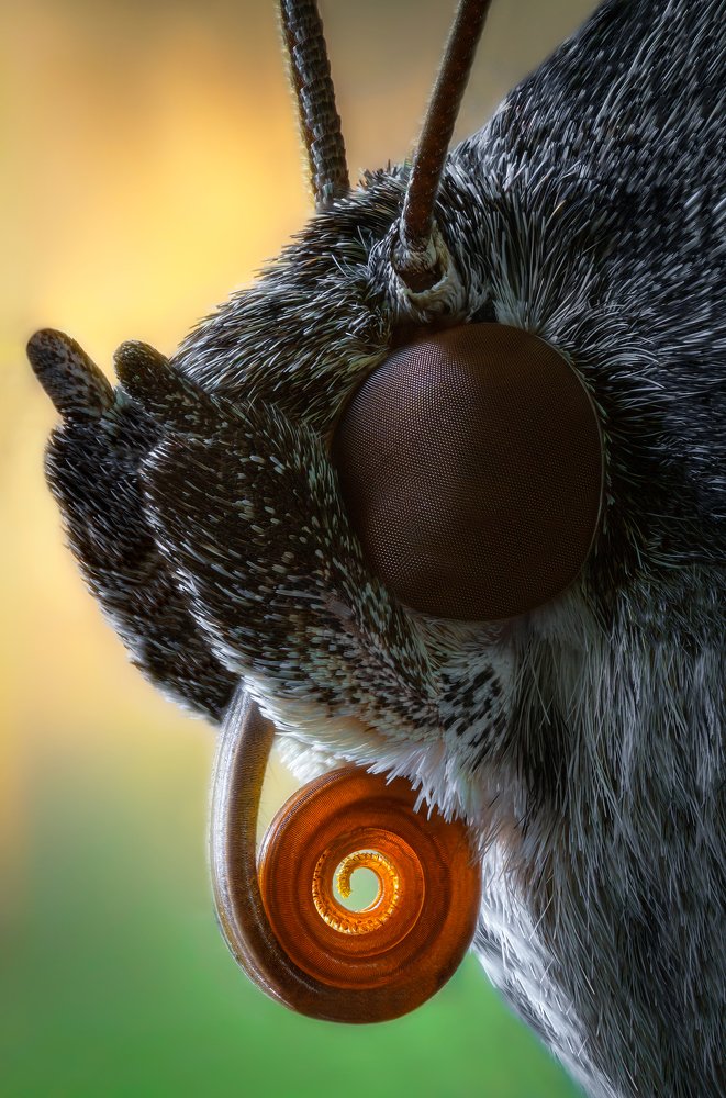 Чудо из мира насекомых...